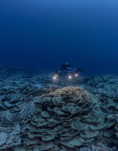 بعثة البحث العلمي تحت إشراف اليونسكو، تستكشف أحد أكبر الشُّعُب المرجانية في عمق سواحل تاهيتي.