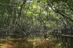 En México, las mujeres en primera línea para salvar los manglares