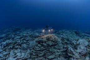 Arrecifes coralinos: crónica de un mundo frágil