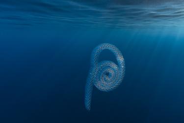 A salp colony in the Mediterranean. The life cycle of this species has two phases: the first one is solitary and characterised by an asexual reproduction. The second one is collective, with reproduction becoming sexual.